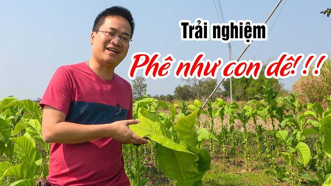 Trải nghiệm cánh đồng Thuốc Lào ▶ Sự tích Phê như con Dê là có thật!