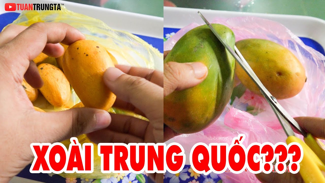 Xoài Trung Quốc giả Xoài Thái tại Việt Nam ▶ Đây là Sự thật!