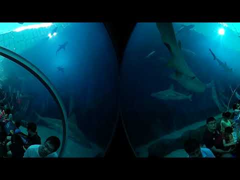 Ngắm cá mập dưới đại dương qua góc nhìn 360 độ 😂